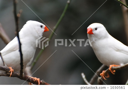 A bird A bird 1030561