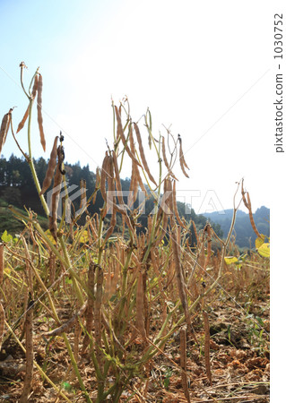 罕見的白色azuki豆領域 1030752