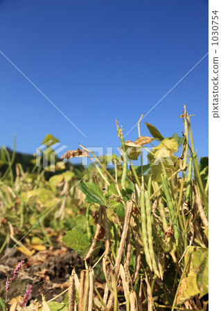 罕見的白色azuki豆領域 1030754