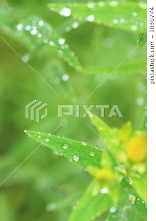 A polka dots on a leaf 1030774