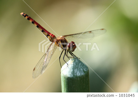 蜻蜓 昆蟲 生物 1031045
