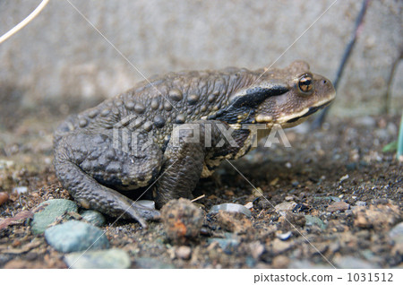 日本蟾蜍 1031512