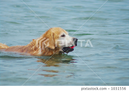 球採摘狗 1031556