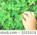 Clover  1031619