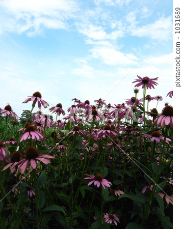 Looking to the blue sky Murasaki Barengiku (Echinacea) 1031689