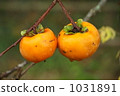 japanese persimmon, persimmon, fruit 1031891