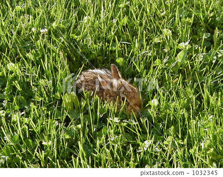 Rabbit in the grass Rabbit in the grass 1032345