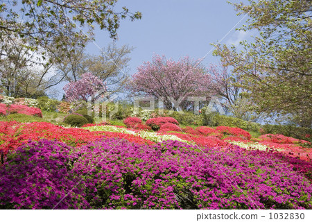 Azalea Azalea 1032830