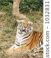 tongue, tiger, tigers 1032831