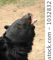 bear, bears, upward-facing 1032832