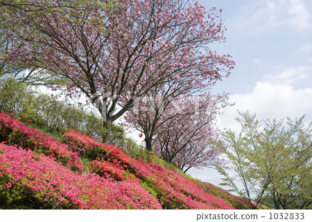 Azalea Azalea 1032833