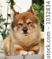 dog, dogs, lie down 1032834