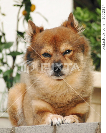 dog, dogs, lie down 1032834