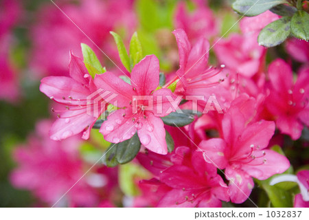 Azalea Azalea 1032837