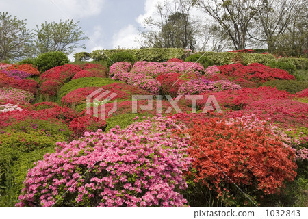 Azalea 1032843
