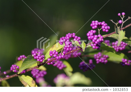 Fresh sea bream fruit 1032853