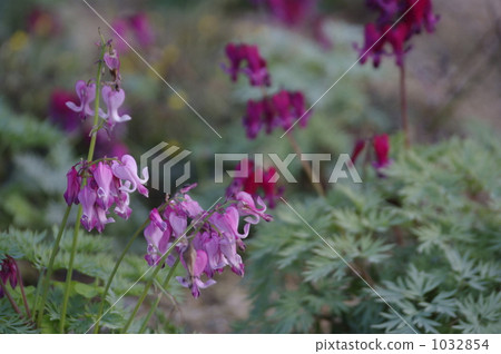 Cumkusa flowers 1032854