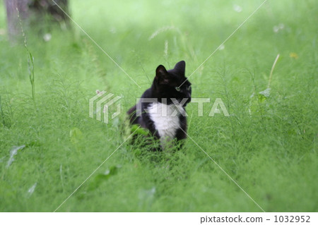 Black cat standing in grass Black cat standing in grass 1032952