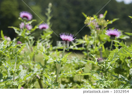 Thistle 1032954