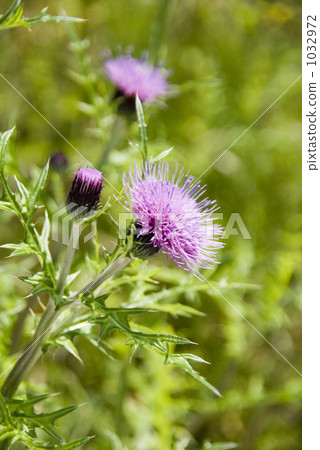Thistle Thistle 1032972