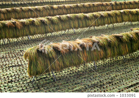 Harvest Harvest 1033091