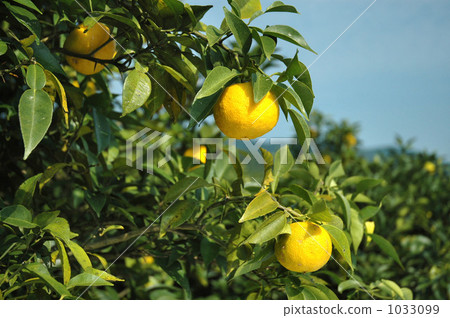 Yuzu Yuzu 1033099