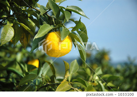 Yuzu Yuzu 1033100