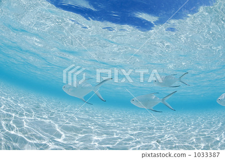 Kobanazi swimming in shallow water of Maldives Kobanazi swimming in shallow water of Maldives 1033387