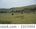 英國牧場 1033404