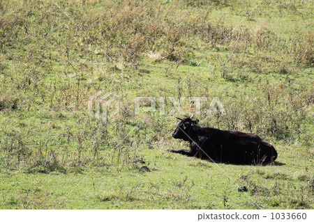 Cow 1033660