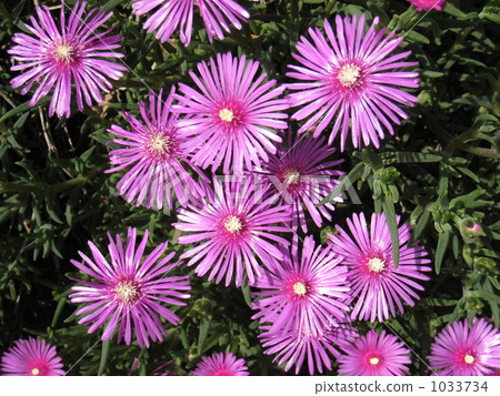 trailing ice plant, fig marigold, bloom 1033734