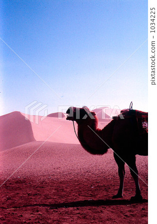 駱駝 1034225