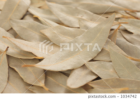 Laurel leaves 1034742