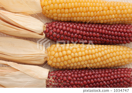 Indian corn 1034747