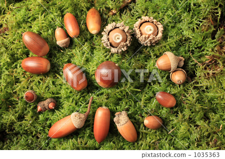 Acorn's meeting place 1035363