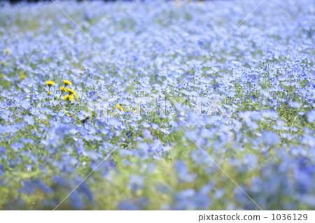 蒲公英在Nemophila花園裡開花 1036129
