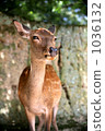 Deer portrait 1036132