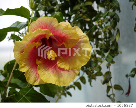 Hibiscus Hibiscus 1036587