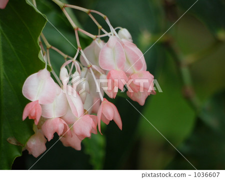 Begonia bud Begonia bud 1036607
