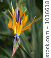Bird of Paradise 1036618