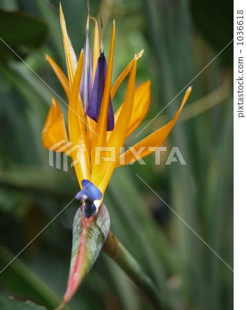 Bird of Paradise Bird of Paradise 1036618