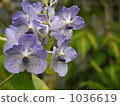 Viola 1036619