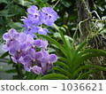 Viola 1036621