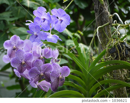 Viola Viola 1036621