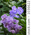 Viola 1036622