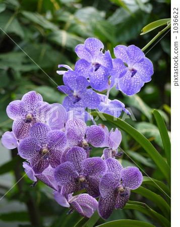 Viola Viola 1036622