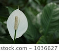 Anthurium 1036627