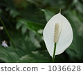Anthurium 1036628