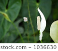 Anthurium 1036630