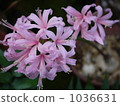 Nerine 1036631